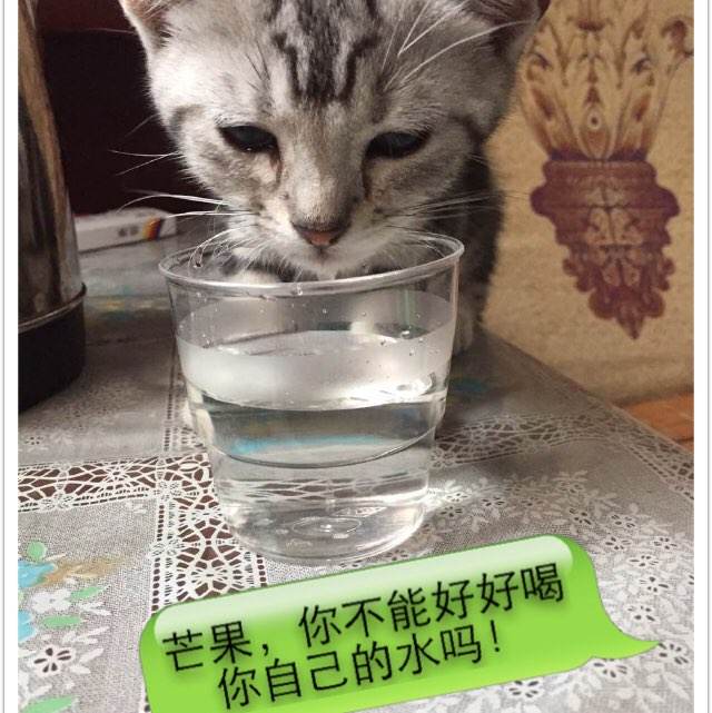 卧龙岗大学商科文凭证书